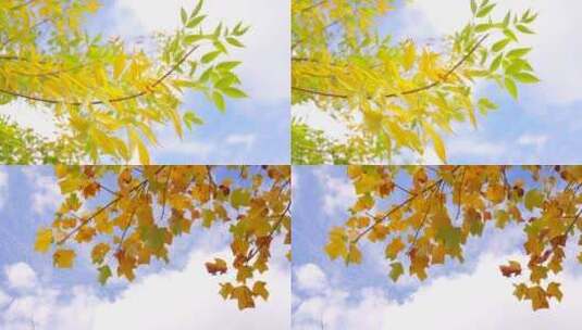 秋天树叶-黄叶秋叶高清在线视频素材下载