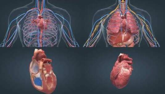 医学人体器官心脏通用三维动画高清在线视频素材下载