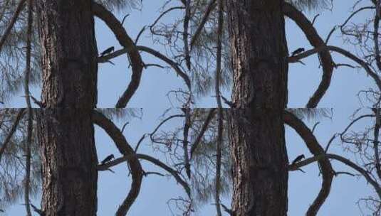 松树上的啄木鸟高清在线视频素材下载