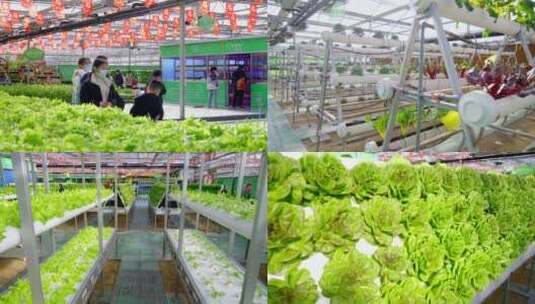 科技农业-蔬菜种植高清在线视频素材下载