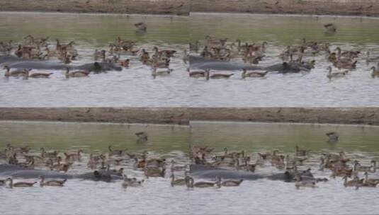 鹅在河马旁边游泳高清在线视频素材下载