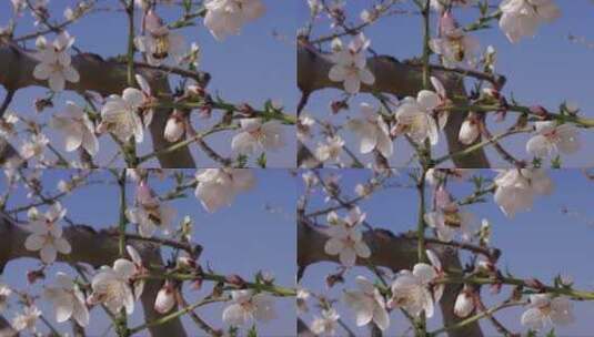 蜜蜂在白色的花朵上采蜜高清在线视频素材下载