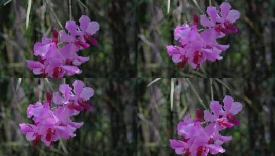 婆罗洲兰花的特写镜头高清在线视频素材下载
