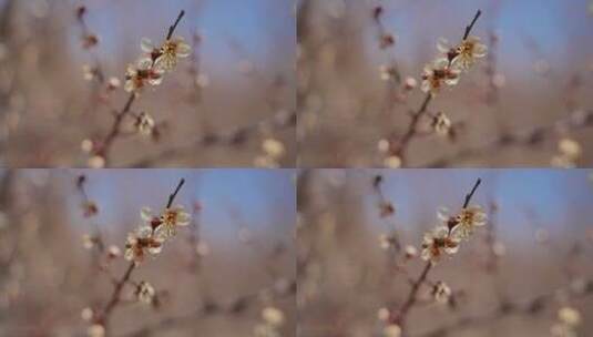 4K花草植物素材——梅花高清在线视频素材下载