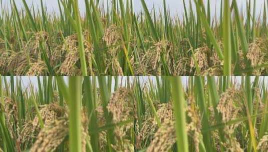 4k 农田稻子特写高清在线视频素材下载