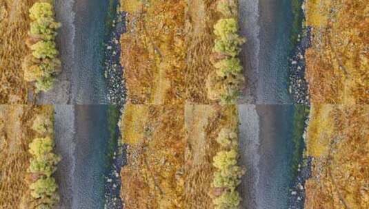 航拍秋天金黄的树木河流（阿尔山）高清在线视频素材下载