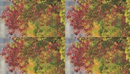 深秋时节的黄栌红叶高清在线视频素材下载