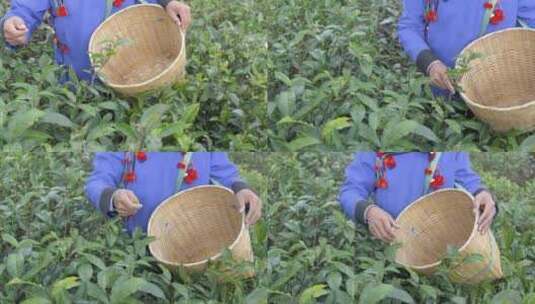 茶园采茶特写镜头高清在线视频素材下载