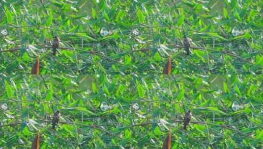栖息在绿色竹林里的红耳鹎高清在线视频素材下载