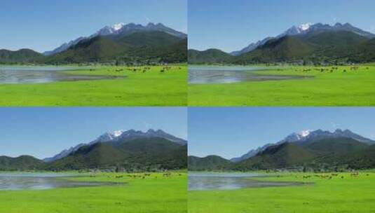 玉龙雪山下湖边绿色草地牛羊群高清在线视频素材下载