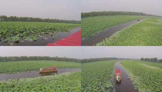 荷花 荷塘 湖泊 航怕 湿地 自然高清在线视频素材下载