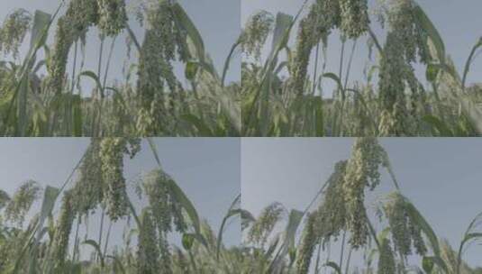 大黄米种植LOG糜子特写LOG高清在线视频素材下载