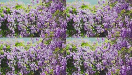 春天风中吹动紫藤花高清在线视频素材下载