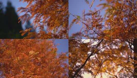 秋风扫落叶松树枯黄高清在线视频素材下载