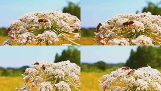 花开蜜蜂飞高清在线视频素材下载