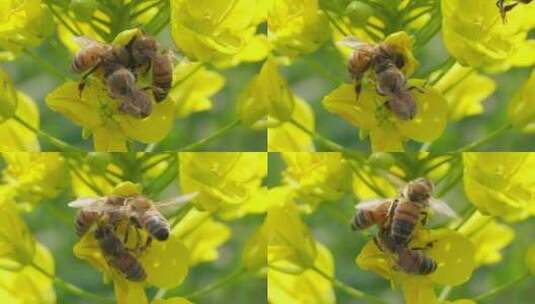 三只蜜蜂在油菜花上采蜜高清在线视频素材下载