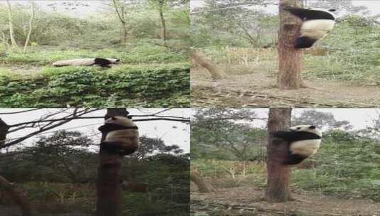 可爱国宝熊猫爬树高清在线视频素材下载