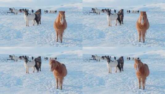 在寒冷雪地里迁移奔跑的马群高清在线视频素材下载