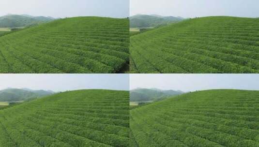 春天翠绿的茶叶种植园航拍视频高清在线视频素材下载