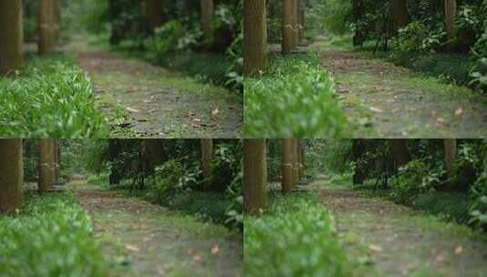 杭州虎跑雨后树林中绿色的小道上飘满落叶高清在线视频素材下载