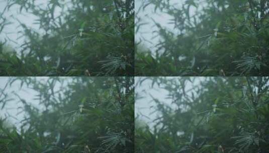 雨中的竹子高清在线视频素材下载