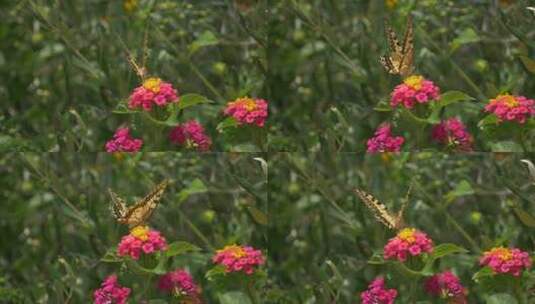 花朵上的黄蝴蝶高清在线视频素材下载