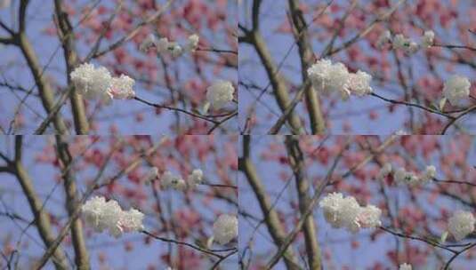 顾村公园樱花花开花瓣飘落樱花树高清在线视频素材下载