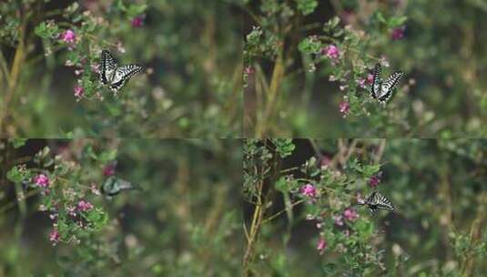 h蝴蝶飞舞在花丛中高清在线视频素材下载