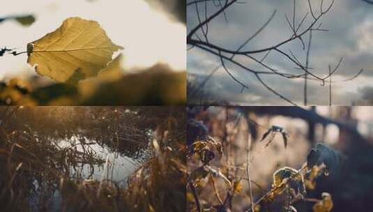 秋季清晨唯美阳光穿过树叶小草雨露雨后日出高清在线视频素材下载