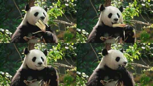 熊猫成都巨大的吃高清在线视频素材下载
