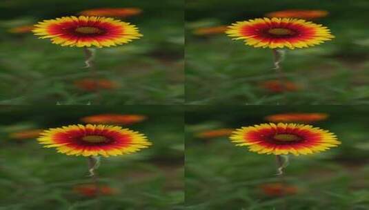 4K植物素材——天人菊高清在线视频素材下载