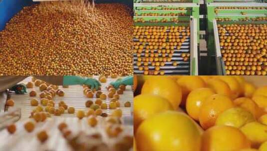 橙子加工 筛选橙子 食品加工厂 爱媛橙高清在线视频素材下载