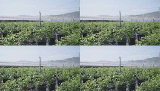 蓝莓园现代农业水果园高清在线视频素材下载