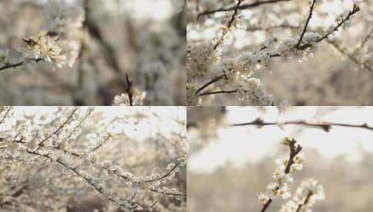 春天盛开的梨花高清在线视频素材下载