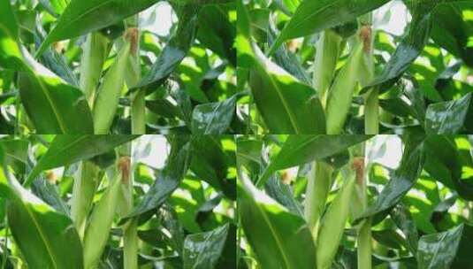 玉米农业丰收粮食雨滴水滴下雨农田收获丰收高清在线视频素材下载