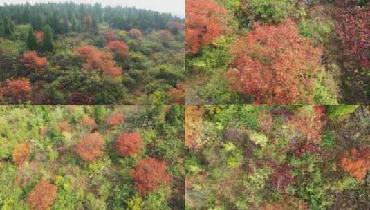 航拍山野上的红叶树高清在线视频素材下载