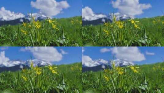 新疆伊犁大草原上的野花延时高清在线视频素材下载