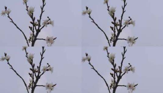 白色樱花花朵花瓣开放高清在线视频素材下载