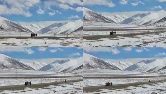实拍西藏朝圣人群高清在线视频素材下载