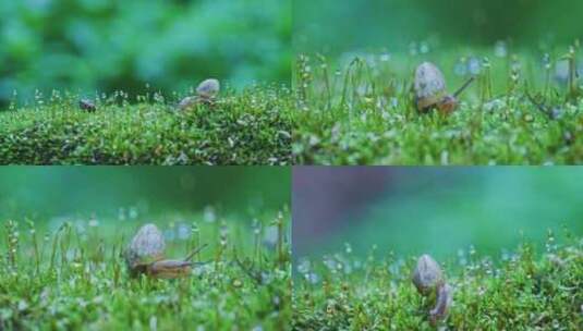 微观蜗牛苔藓自然绿色生命高清在线视频素材下载