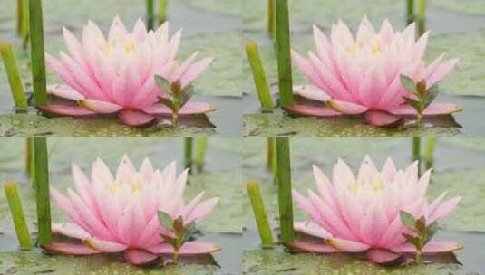 春天池塘湿地里的粉色睡莲荷花高清在线视频素材下载