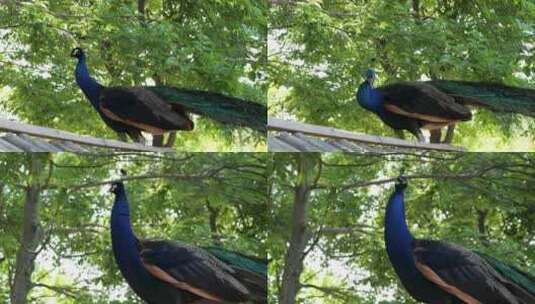 绿孔雀雄孔雀美丽的鸟类高清在线视频素材下载