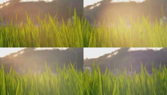 水稻禾苗稻田逆光光影变化高清在线视频素材下载