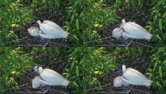 白鹭孵化哺乳孕育生命高清在线视频素材下载