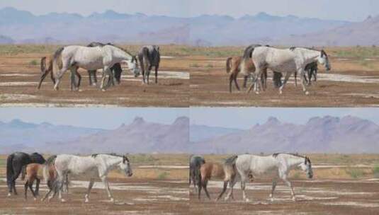 野马，牧场， Onaqui马群，山脉高清在线视频素材下载