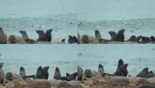 海豹，海岸，哺乳动物，凤科高清在线视频素材下载