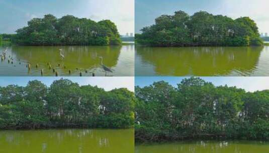 航拍海珠湿地公园晨曦白鹭 灰鹭 水鸟高清在线视频素材下载