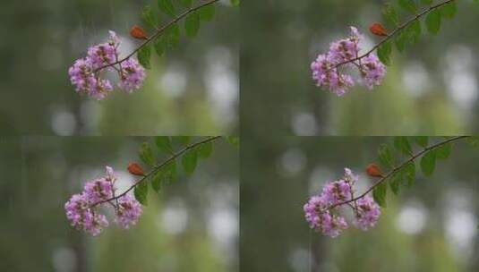 秋天白露节气雨中的紫薇花高清在线视频素材下载