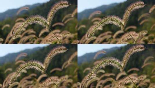 狗尾巴草草丛清新野草植物唯美风景高清在线视频素材下载