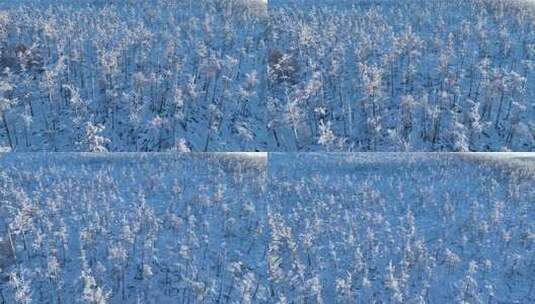 航拍大兴安岭雪原阳光雪林高清在线视频素材下载